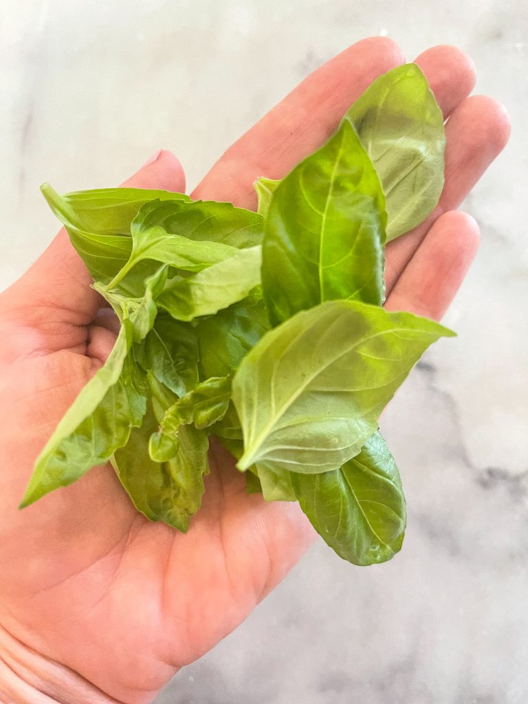 Fresh basil leaves in a hand.